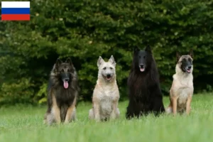 Read more about the article Belga juhászkutya tenyésztő és kölykök Oroszországban