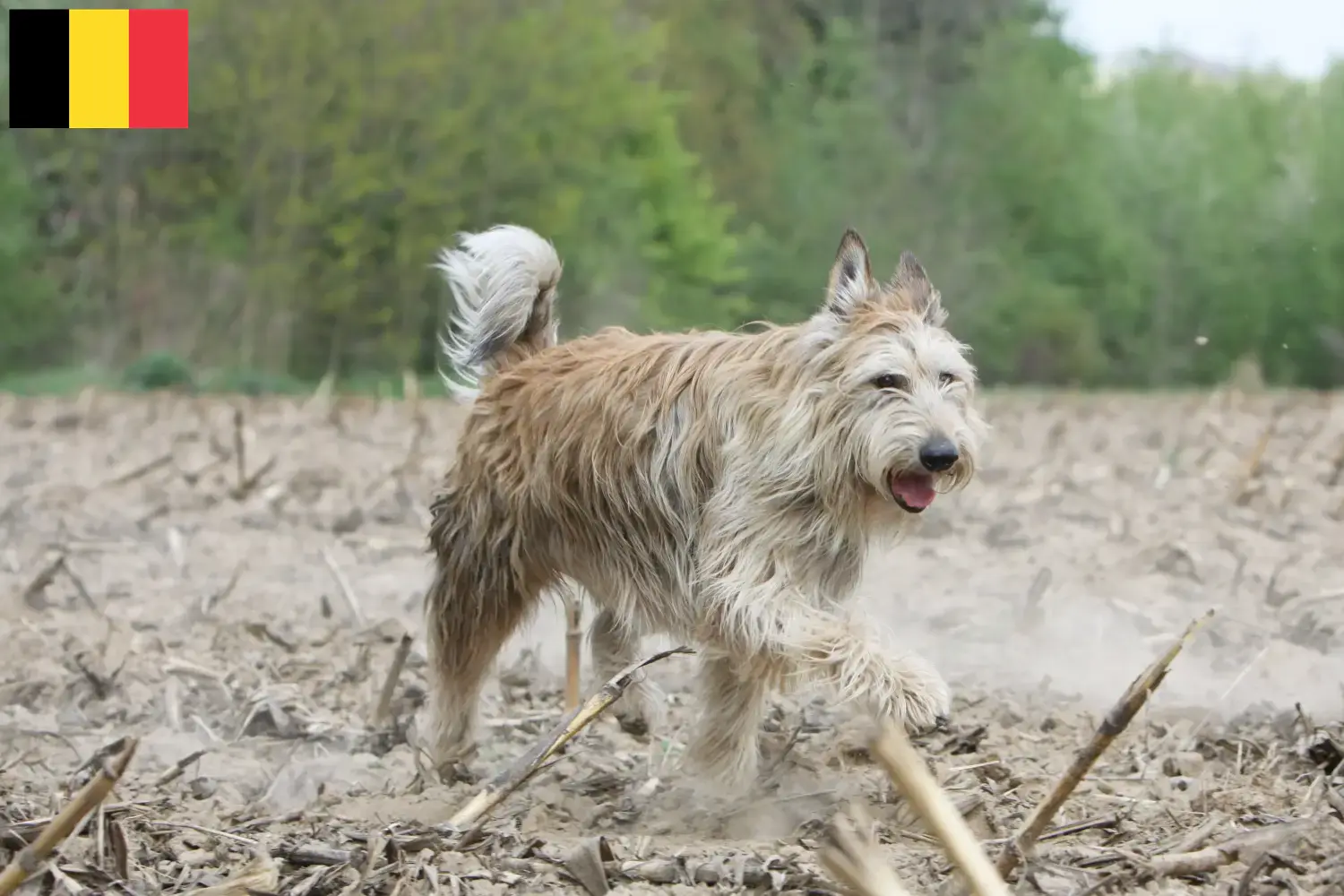 Berger de Picardie kiskutyák és tenyésztők Belgium Itt talál Berger de Picardies tenyésztőket Belgiumban.