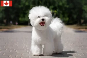 Read more about the article Bichon Frisé tenyésztők és kölykök Kanadában