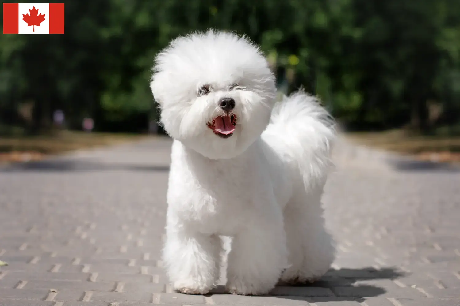 Bichon Frisé kiskutyák és tenyésztők Kanada Keress Bichon Frisé tenyésztőket Kanada területén.