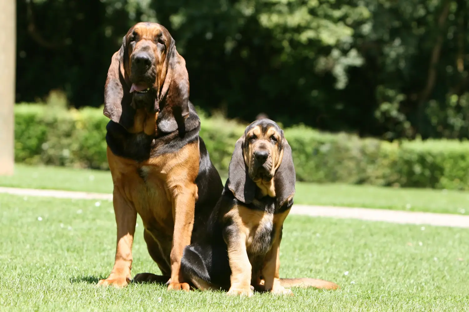 Bloodhound kölyökkutya vásárlása felelősségvállalást jelent! Bloodhound kiskutyák vásárlása.