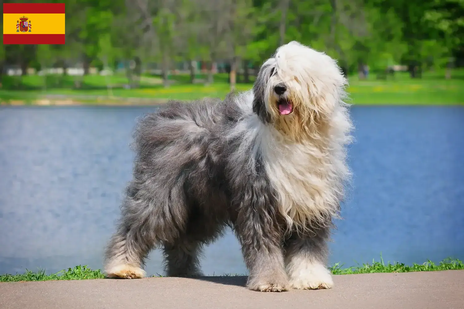 Bobtail kiskutyák és tenyésztők Spanyolország Itt találhat Bobtails tenyésztőket Spanyolországban.