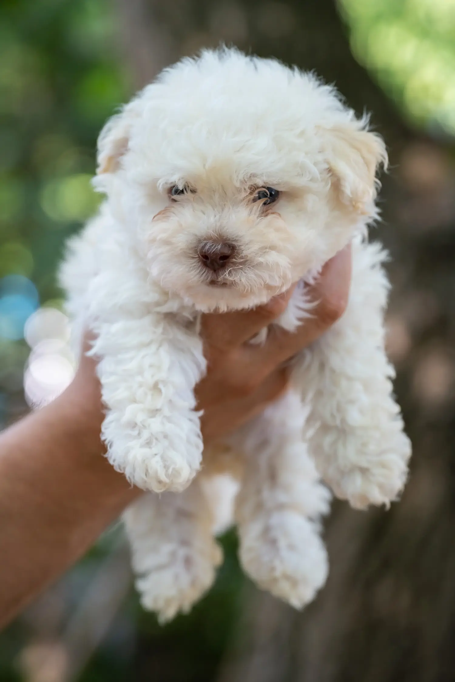 Egy bolognai kiskutya megvásárlása felelősségvállalást jelent! Vásároljon bolognai kiskutyákat.