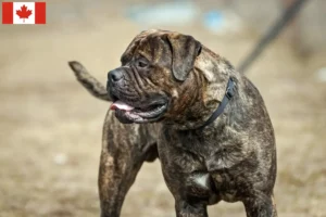 Read more about the article Bullmastiff tenyésztők és kiskutyák Kanadában