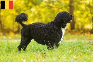 Read more about the article Cão de Agua português tenyésztők és kölykök Belgiumban