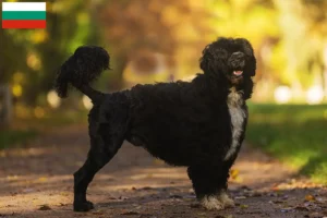 Read more about the article Cão de Agua português tenyésztők és kiskutyák Bulgáriában