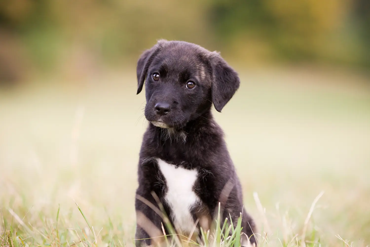 Egy Cão Fila de São Miguel kölyökkutya megvásárlása felelősségvállalást jelent! Cão Fila de São Miguel kölyökkutyák vásárlása.