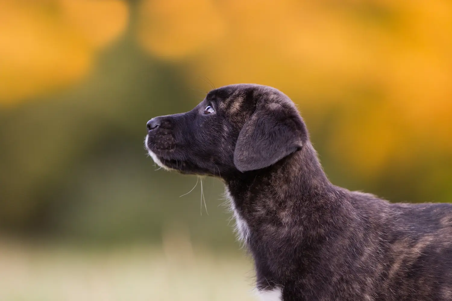 Egy Cão Fila de São Miguel kölyökkutya megvásárlása felelősségvállalást jelent! Cão Fila de São Miguel kölyökkutyák vásárlása.