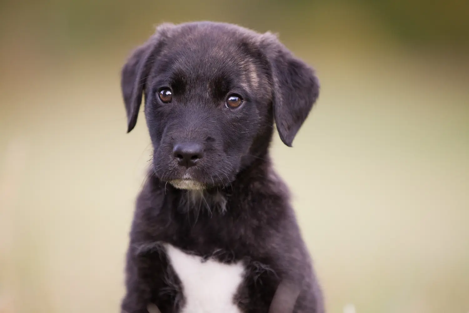 Egy Cão Fila de São Miguel kölyökkutya megvásárlása felelősségvállalást jelent! Cão Fila de São Miguel kölyökkutyák vásárlása.