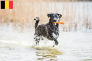 Read more about the article Cão Fila de São Miguel tenyésztők és kölykök Belgiumban