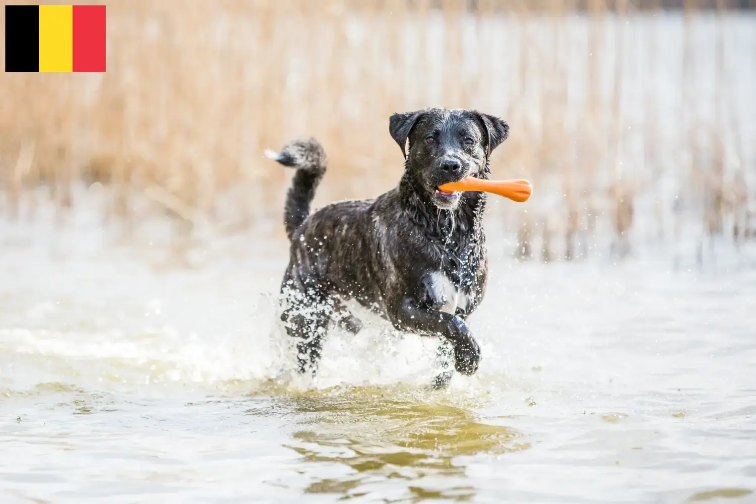 Read more about the article Cão Fila de São Miguel tenyésztők és kölykök Belgiumban
