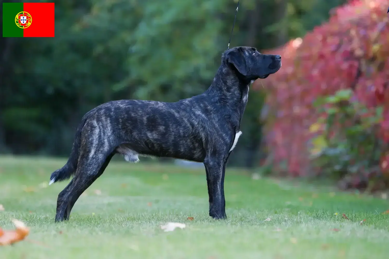 Cão Fila de São Miguel kiskutyák és tenyésztők Portugália Találd meg itt a Cão Fila de São Miguels tenyésztőket Portugáliában.