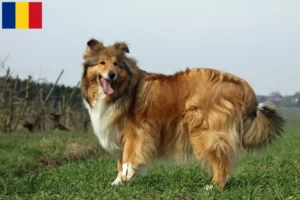 Read more about the article Collie tenyésztők és kiskutyák Romániában
