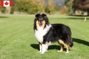 Read more about the article Collie tenyésztők és kölykök Kanadában
