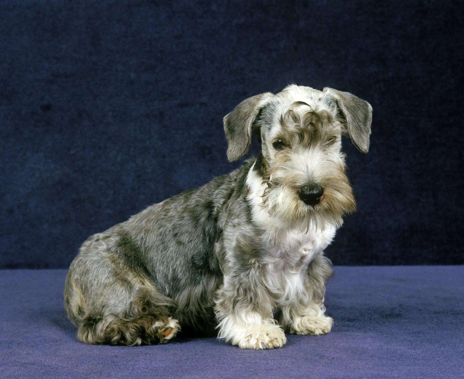 Cseh terrier kölyökkutya vásárlása felelősségvállalást jelent! Cseh terrier kölyökkutyák vásárlása.