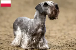 Read more about the article Cseh terrier tenyésztő és kölykök Lengyelországban
