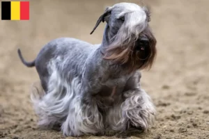 Read more about the article Cseh terrier tenyésztő és kölykök Belgiumban