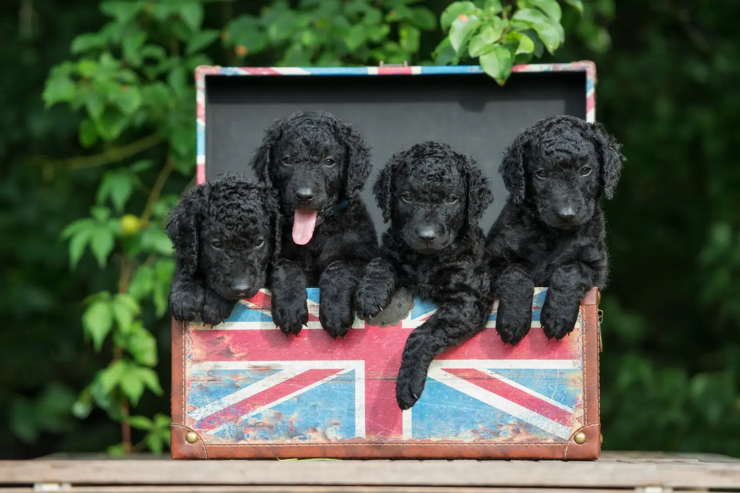Egy Curly Coated Retriever kiskutya megvásárlása felelősségvállalást jelent! Curly Coated Retriever kiskutyák vásárlása.