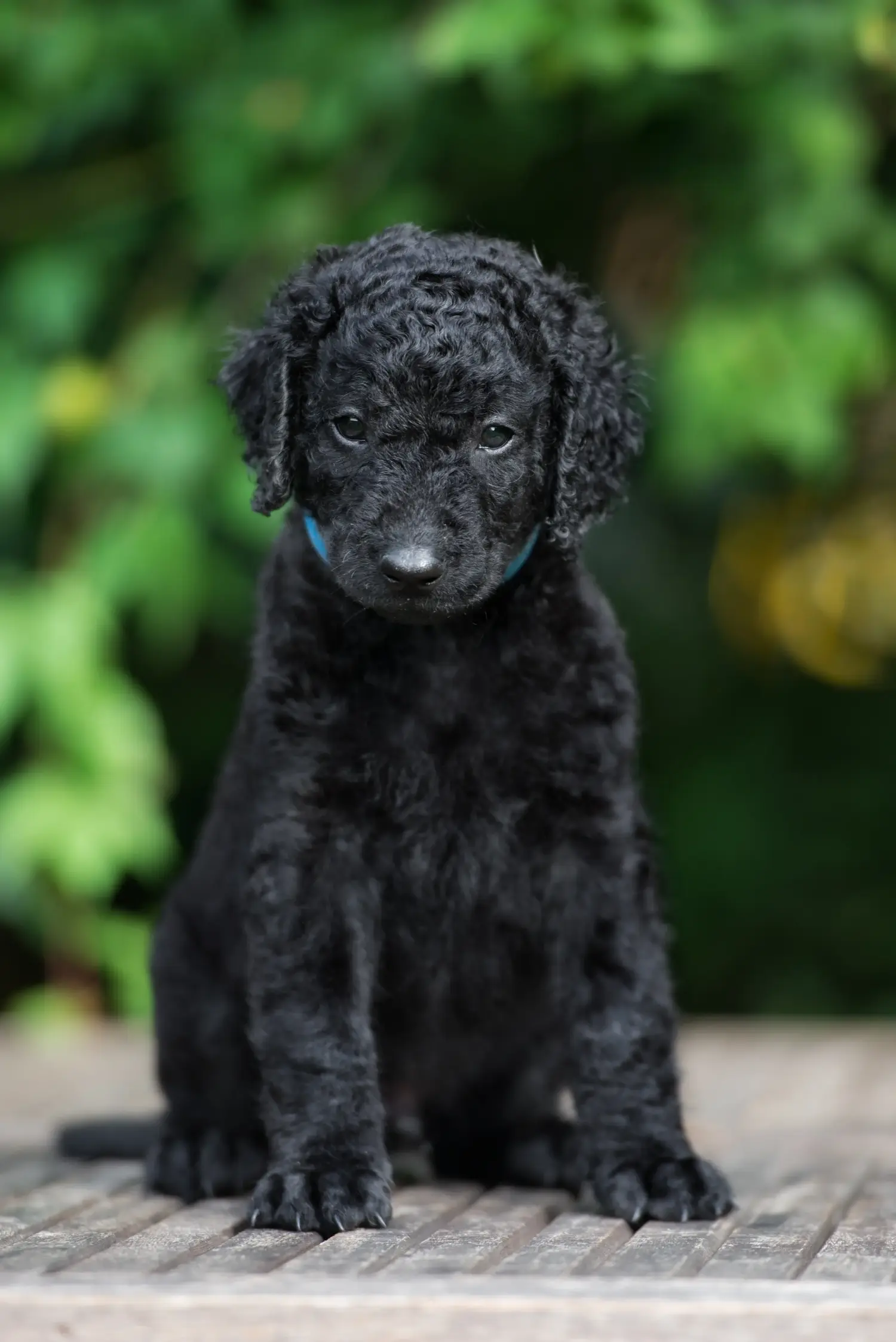 Egy Curly Coated Retriever kiskutya megvásárlása felelősségvállalást jelent! Curly Coated Retriever kiskutyák vásárlása.
