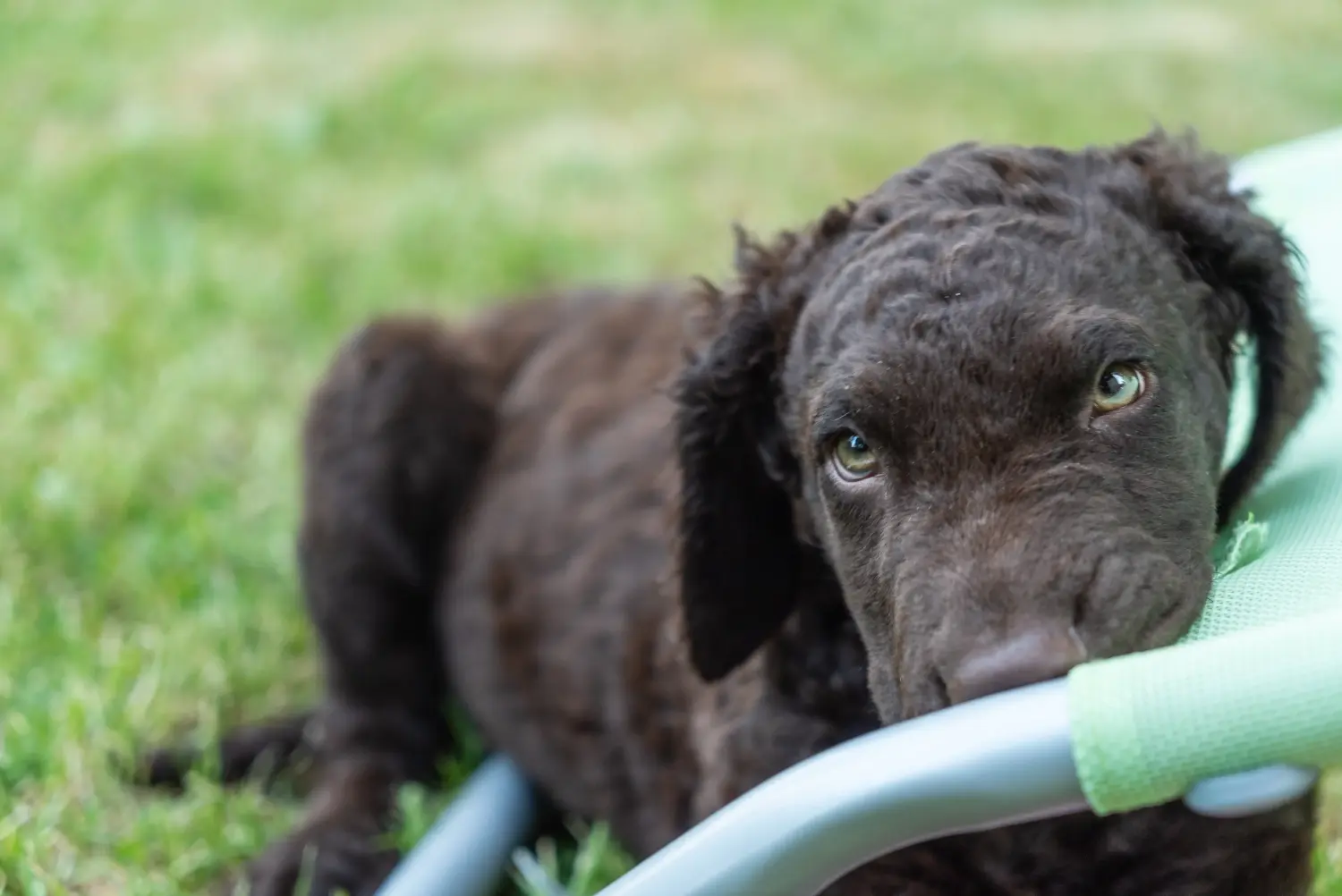 Egy Curly Coated Retriever kiskutya megvásárlása felelősségvállalást jelent! Curly Coated Retriever kiskutyák vásárlása.