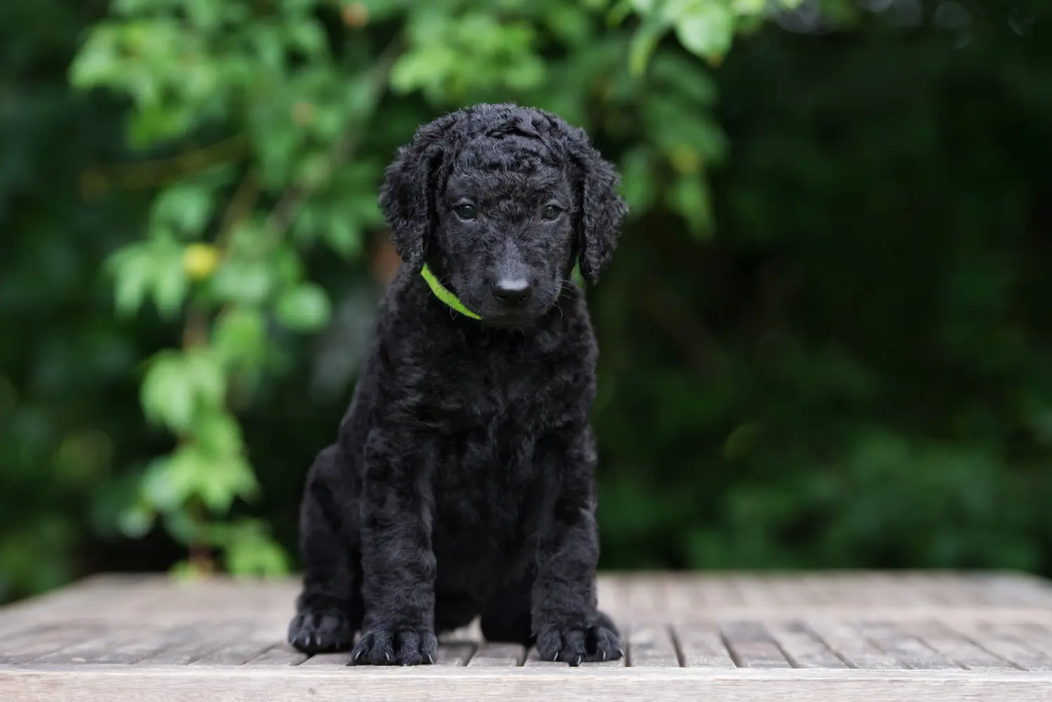 Egy Curly Coated Retriever kiskutya megvásárlása felelősségvállalást jelent! Curly Coated Retriever kiskutyák vásárlása.