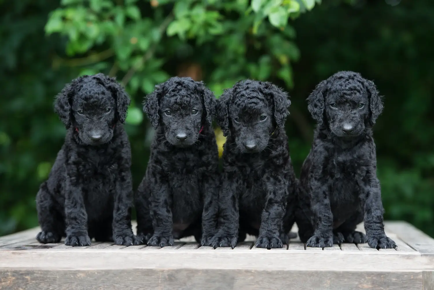 Egy Curly Coated Retriever kiskutya megvásárlása felelősségvállalást jelent! Curly Coated Retriever kiskutyák vásárlása.