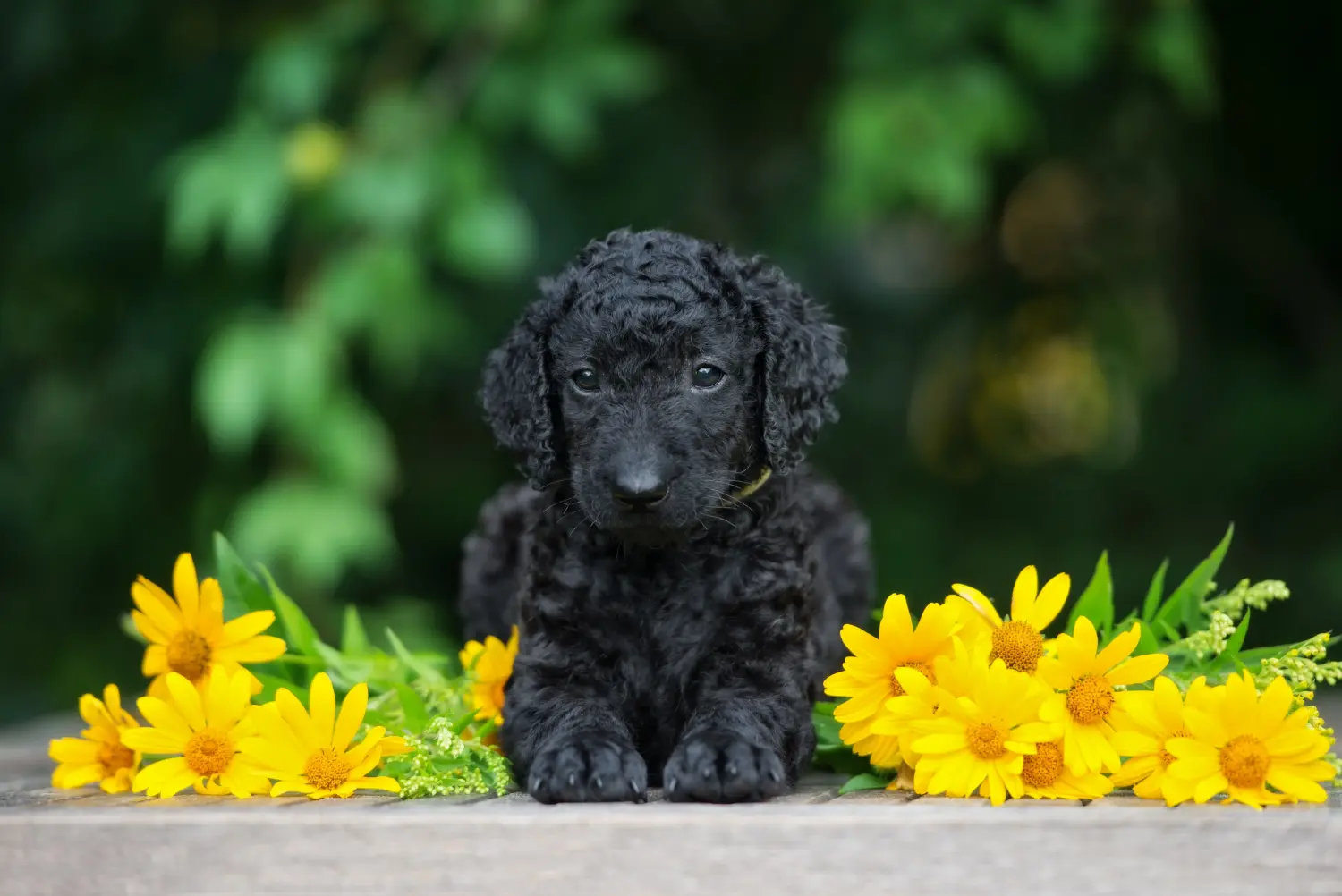 Egy Curly Coated Retriever kiskutya megvásárlása felelősségvállalást jelent! Curly Coated Retriever kiskutyák vásárlása.