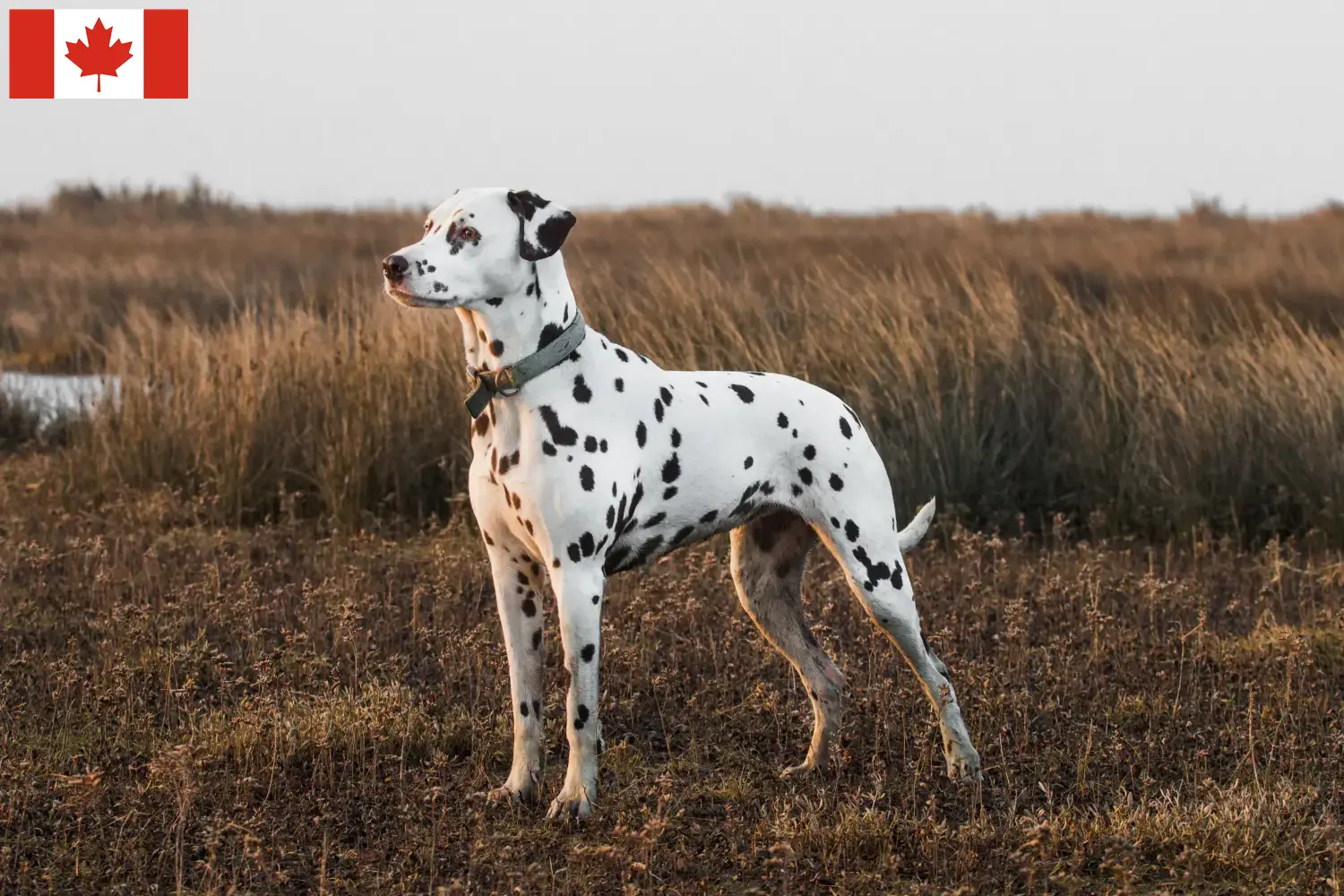 Read more about the article Dalmata tenyésztők és kölykök Kanadában