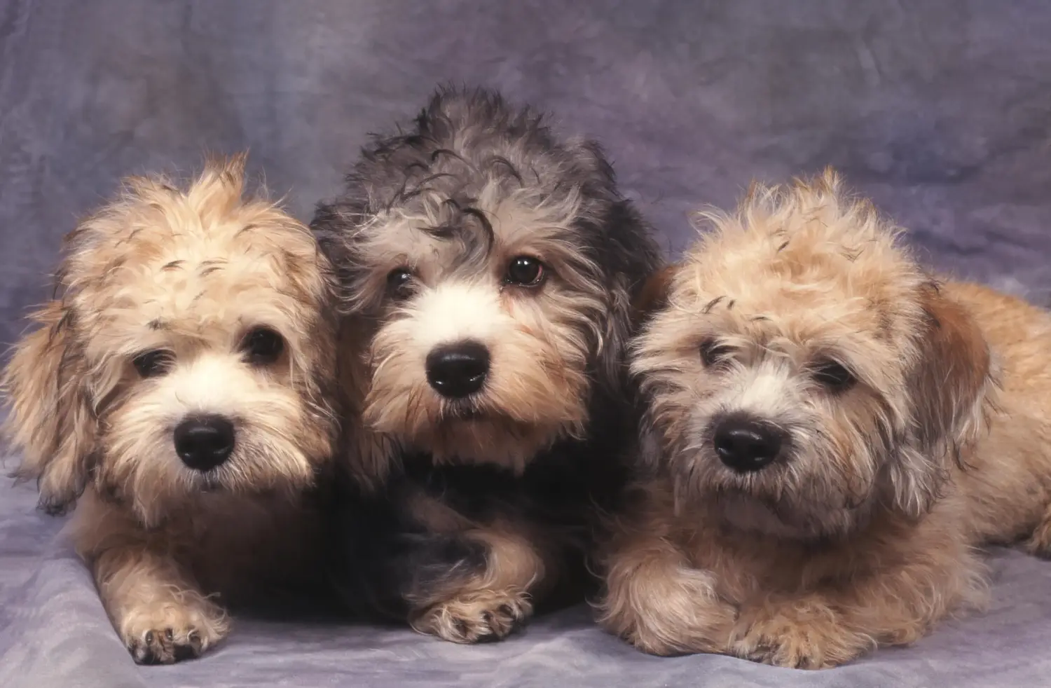 Egy Dandie Dinmont Terrier kölyökkutya megvásárlása felelősségvállalást jelent! Vásároljon Dandie Dinmont Terrier kiskutyákat.
