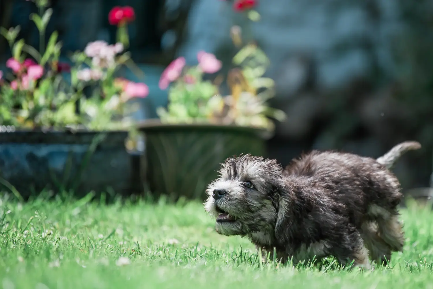 Egy Dandie Dinmont Terrier kölyökkutya megvásárlása felelősségvállalást jelent! Vásároljon Dandie Dinmont Terrier kiskutyákat.