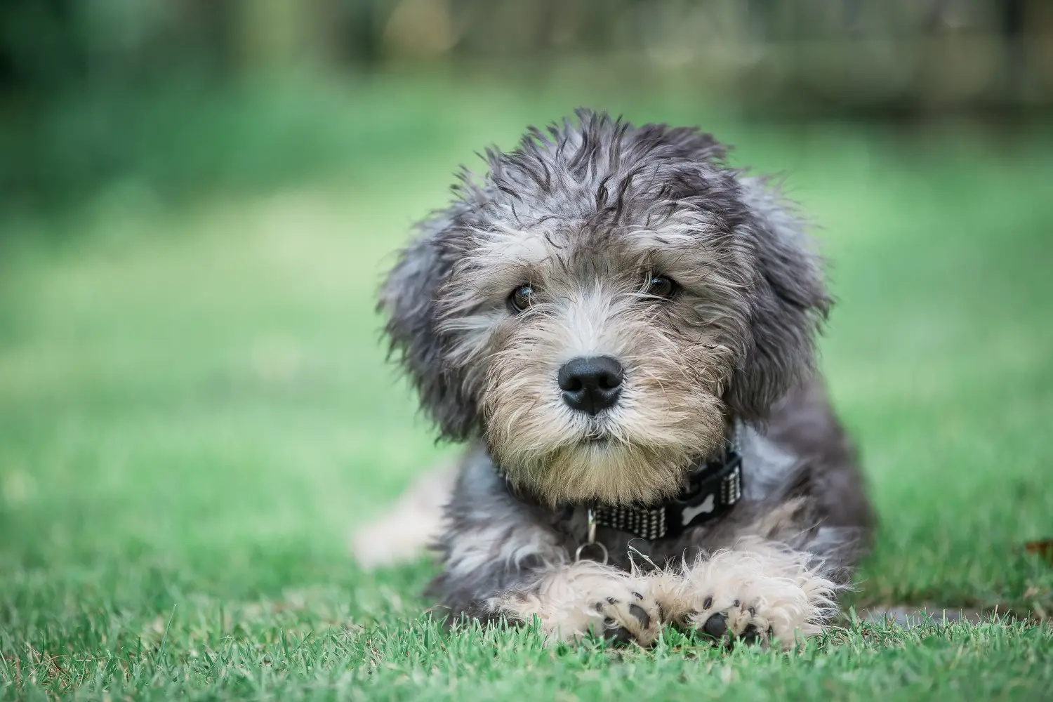 Egy Dandie Dinmont Terrier kölyökkutya megvásárlása felelősségvállalást jelent! Vásároljon Dandie Dinmont Terrier kiskutyákat.