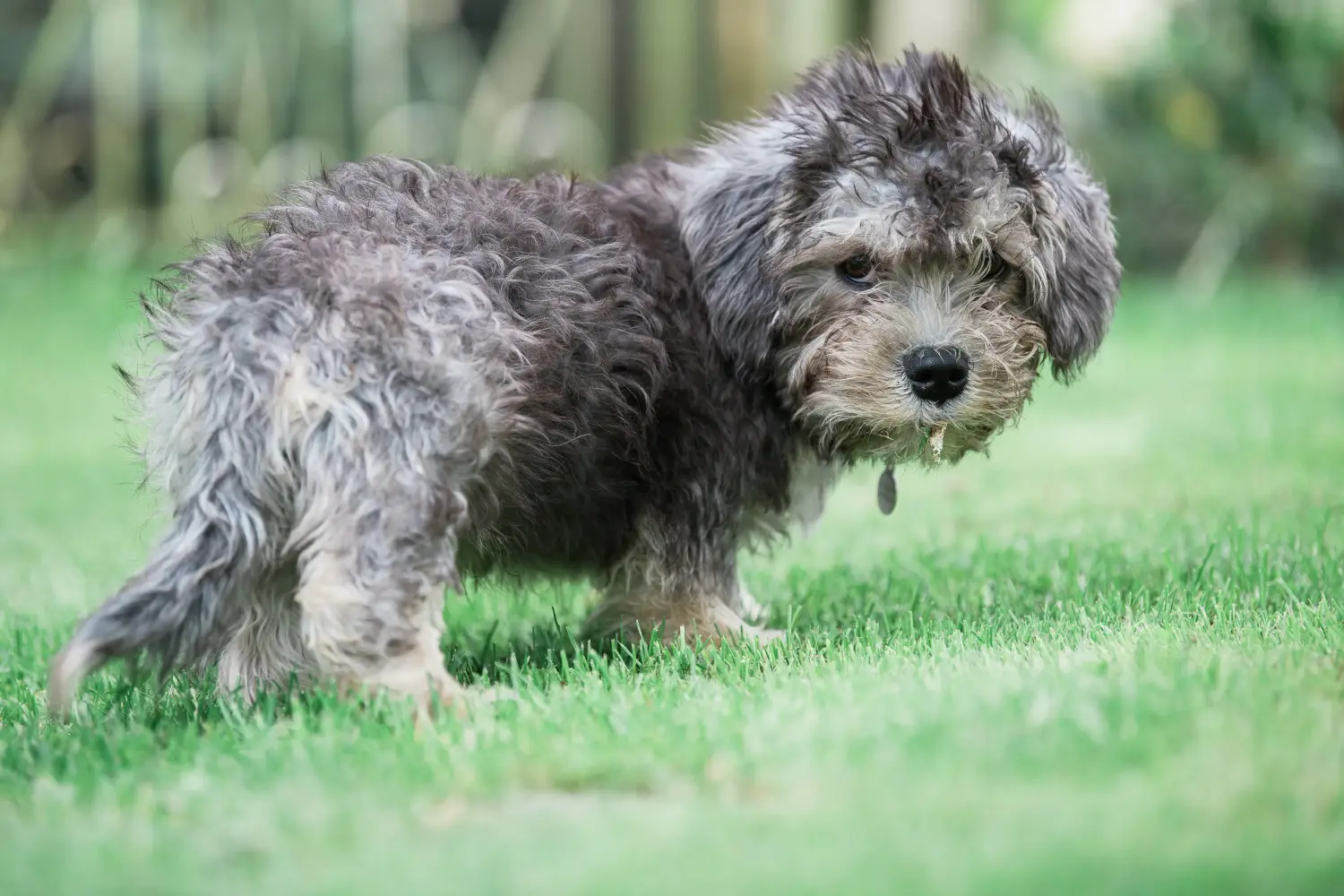 Egy Dandie Dinmont Terrier kölyökkutya megvásárlása felelősségvállalást jelent! Vásároljon Dandie Dinmont Terrier kiskutyákat.