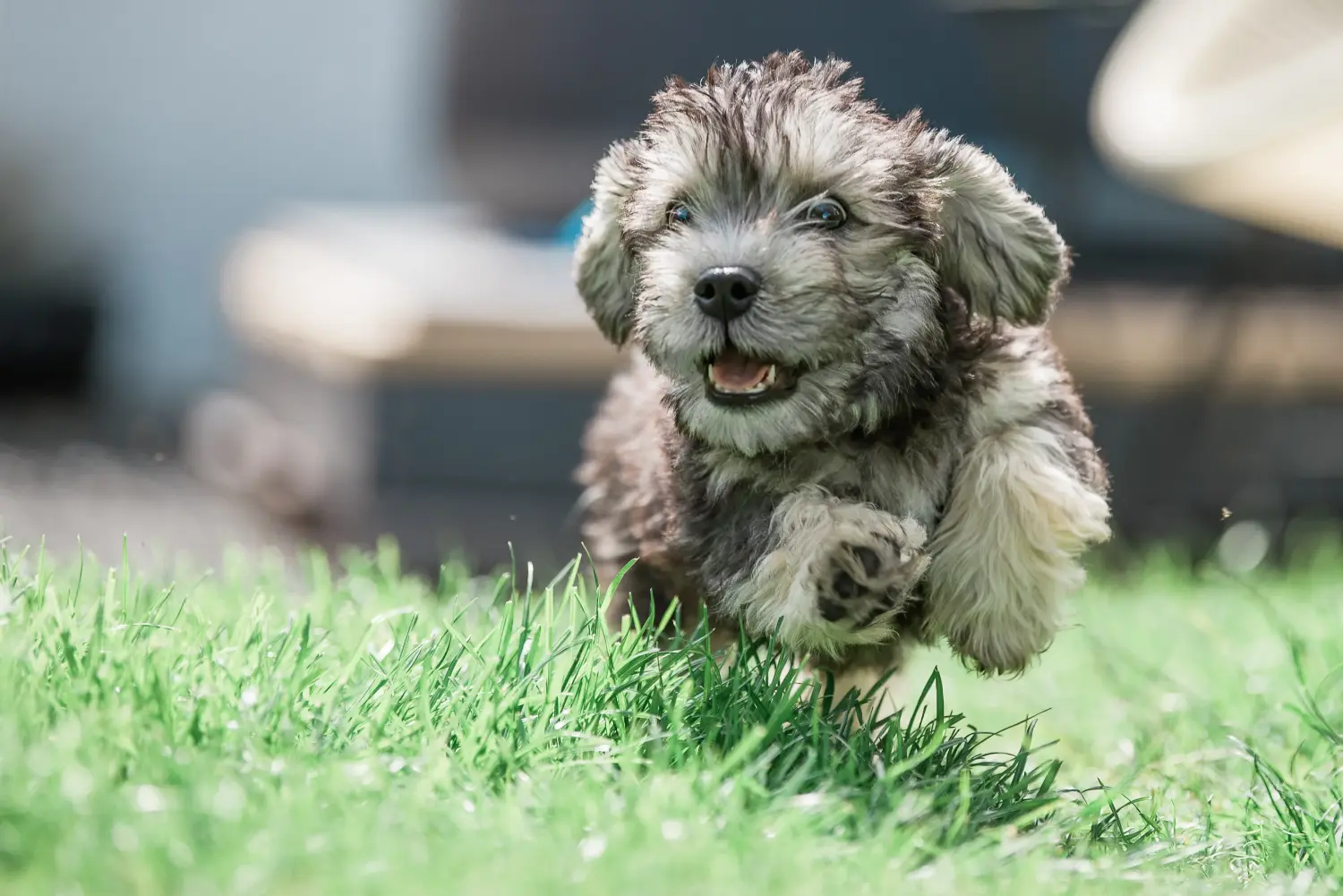Egy Dandie Dinmont Terrier kölyökkutya megvásárlása felelősségvállalást jelent! Vásároljon Dandie Dinmont Terrier kiskutyákat.
