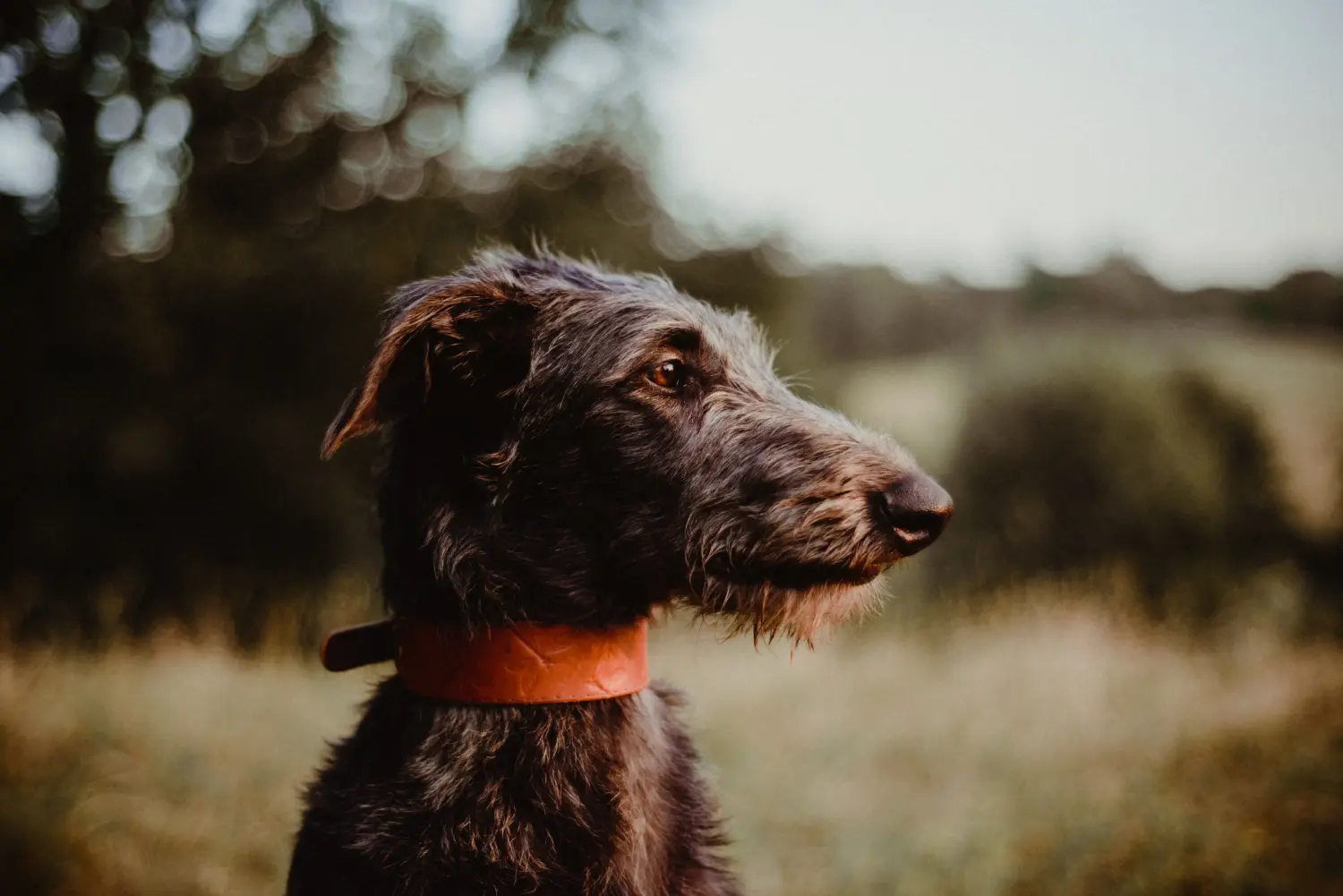 Deerhound kölyökkutya vásárlása felelősségvállalást jelent! Deerhound kiskutyák vásárlása.