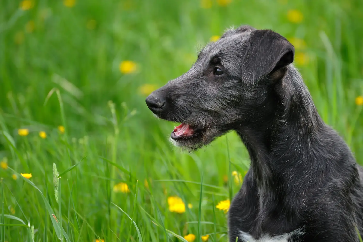 Deerhound kölyökkutya vásárlása felelősségvállalást jelent! Deerhound kiskutyák vásárlása.