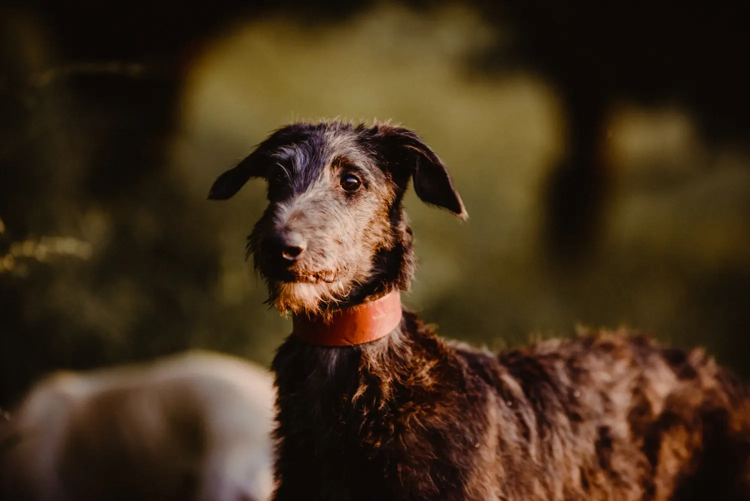 Deerhound kölyökkutya vásárlása felelősségvállalást jelent! Deerhound kiskutyák vásárlása.