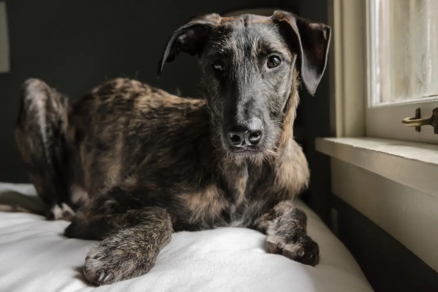 Deerhound kölyökkutya vásárlása felelősségvállalást jelent! Deerhound kiskutyák vásárlása.