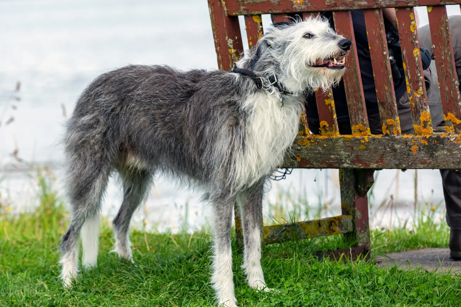 Deerhound kölyökkutya vásárlása felelősségvállalást jelent! Deerhound kiskutyák vásárlása.