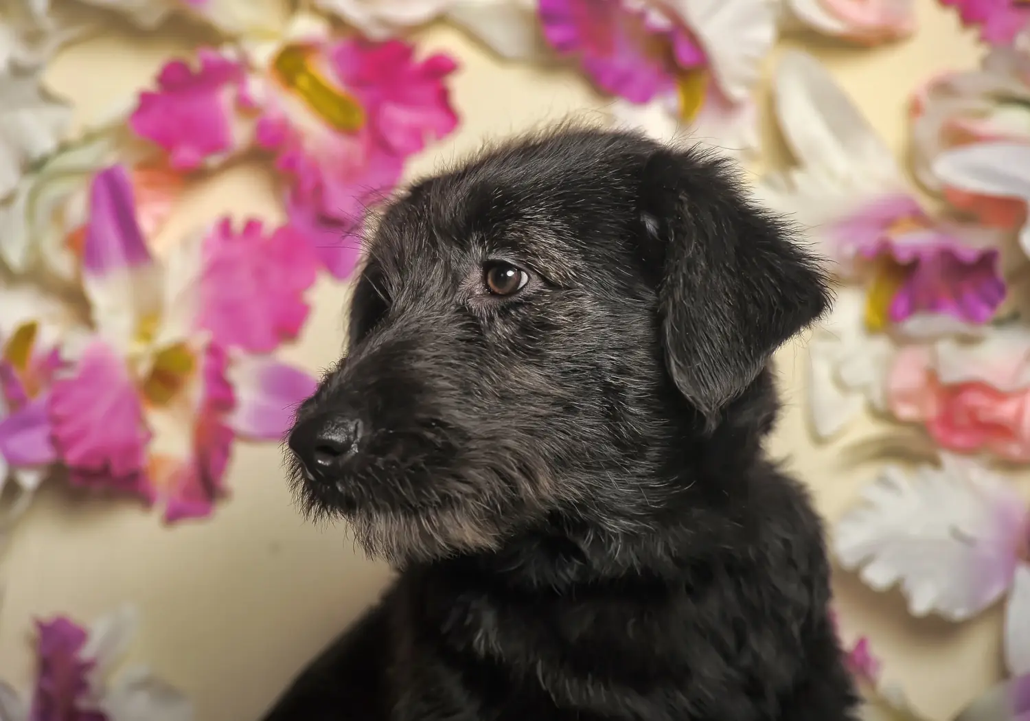 Deerhound kölyökkutya vásárlása felelősségvállalást jelent! Deerhound kiskutyák vásárlása.