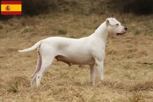 Read more about the article Dogo Argentino tenyésztők és kölykök Spanyolországban