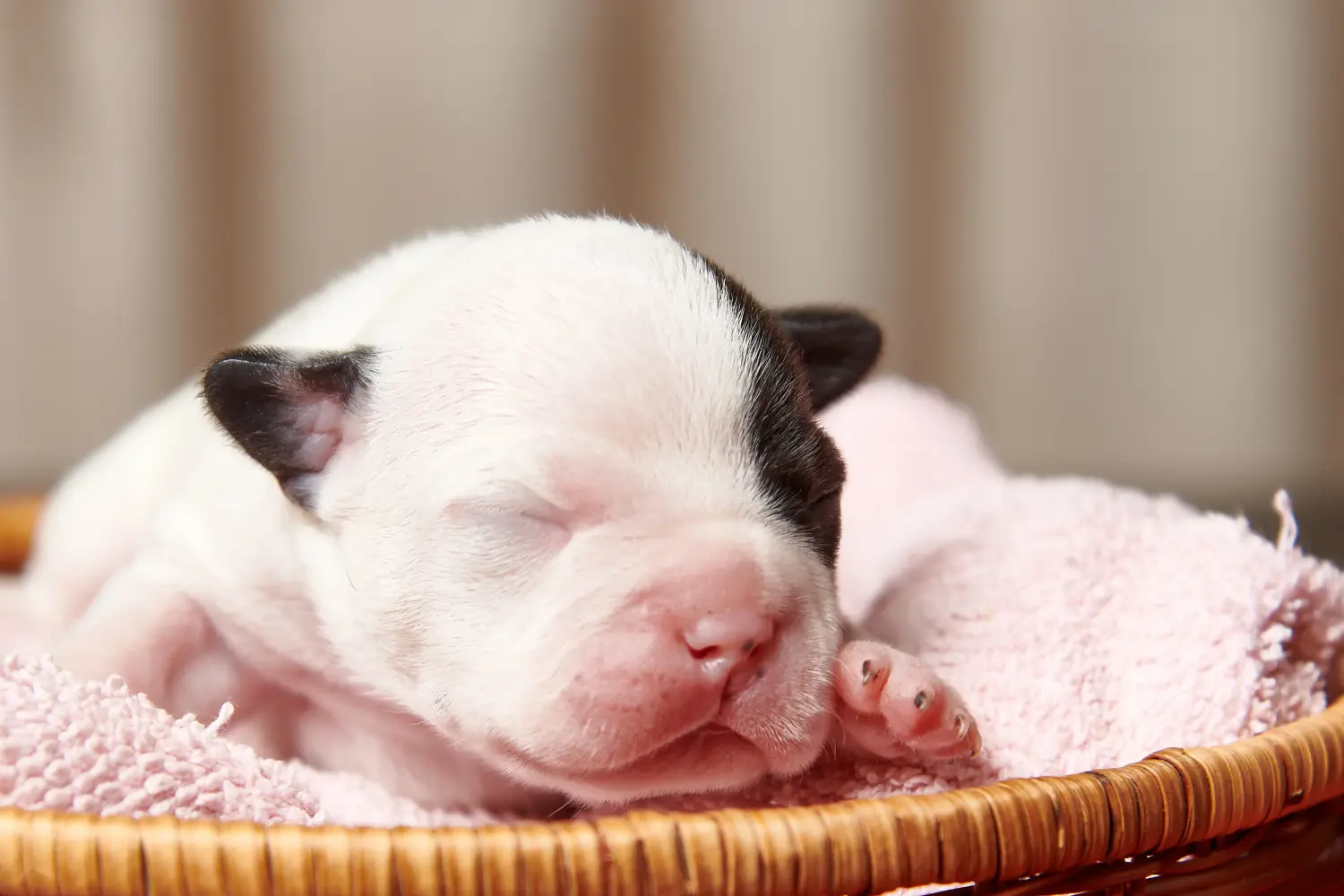 Egy francia bulldog kölyökkutya megvásárlása felelősségvállalást jelent! Francia bulldog kölyökkutyák vásárlása.