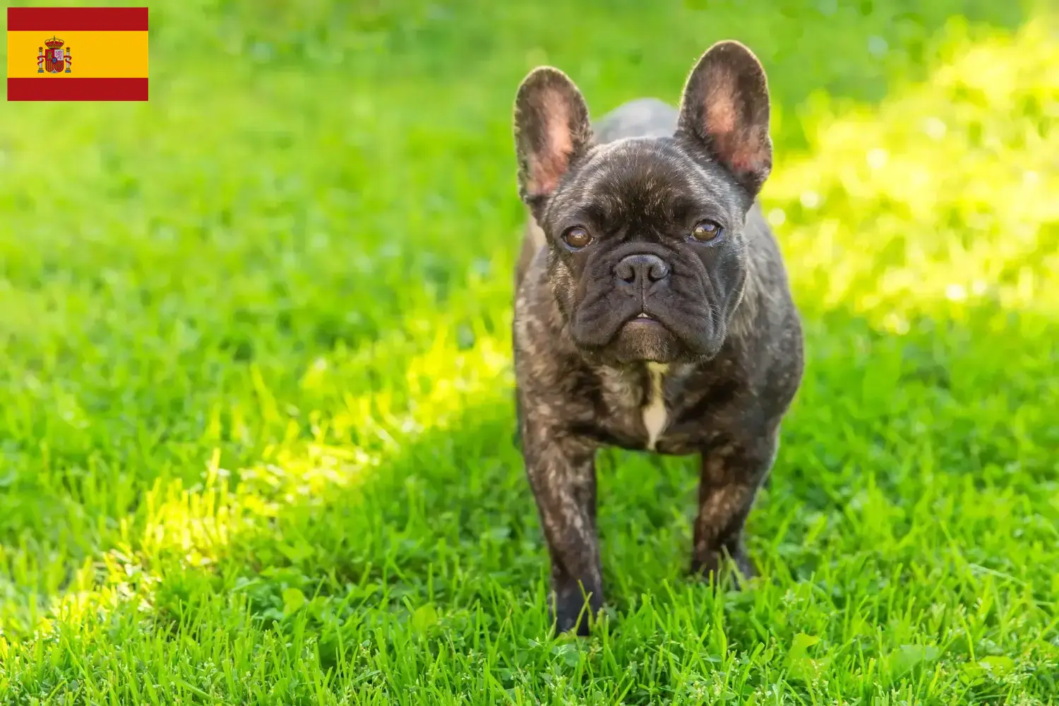 Francia bulldog kölyökkutyák és tenyésztők Spanyolországban Francia bulldog tenyésztőket Spanyolországban itt talál.