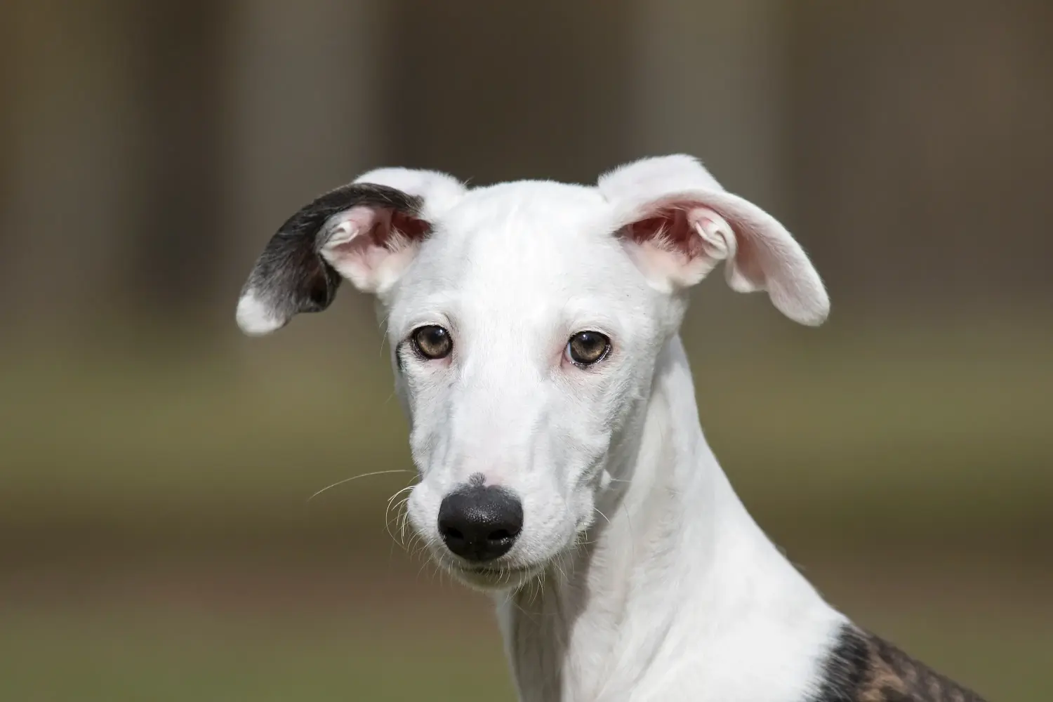 Egy Galgo Espanol kiskutya vásárlása felelősségvállalást jelent! Galgo Espanol kölyökkutyák vásárlása.