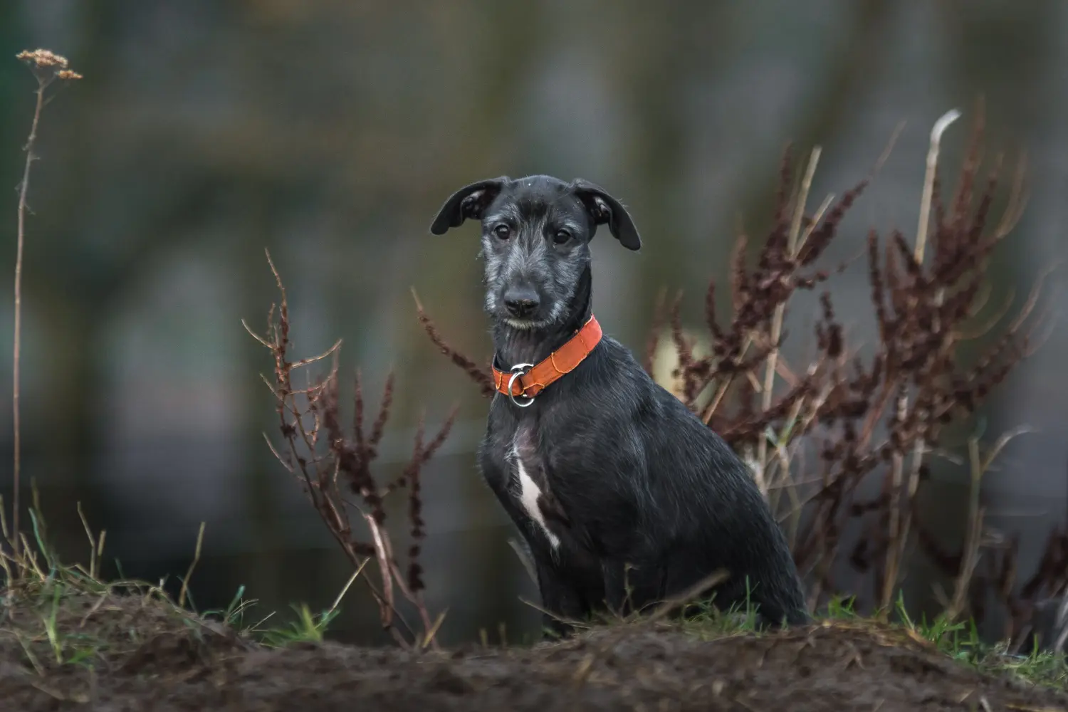 Egy Galgo Espanol kiskutya vásárlása felelősségvállalást jelent! Galgo Espanol kölyökkutyák vásárlása.