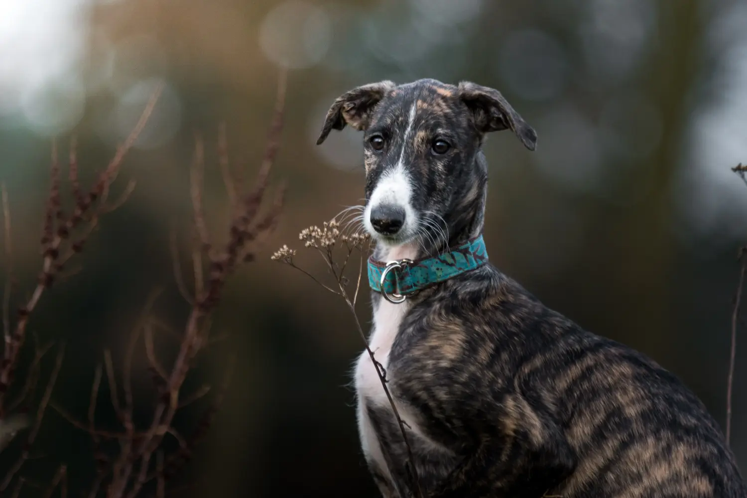 Egy Galgo Espanol kiskutya vásárlása felelősségvállalást jelent! Galgo Espanol kölyökkutyák vásárlása.