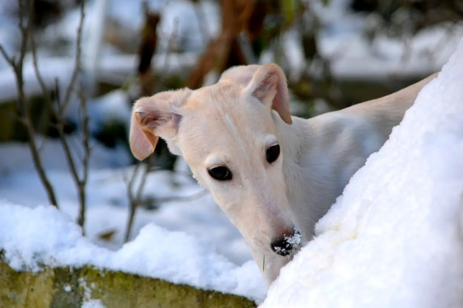 Egy Galgo Espanol kiskutya vásárlása felelősségvállalást jelent! Galgo Espanol kölyökkutyák vásárlása.