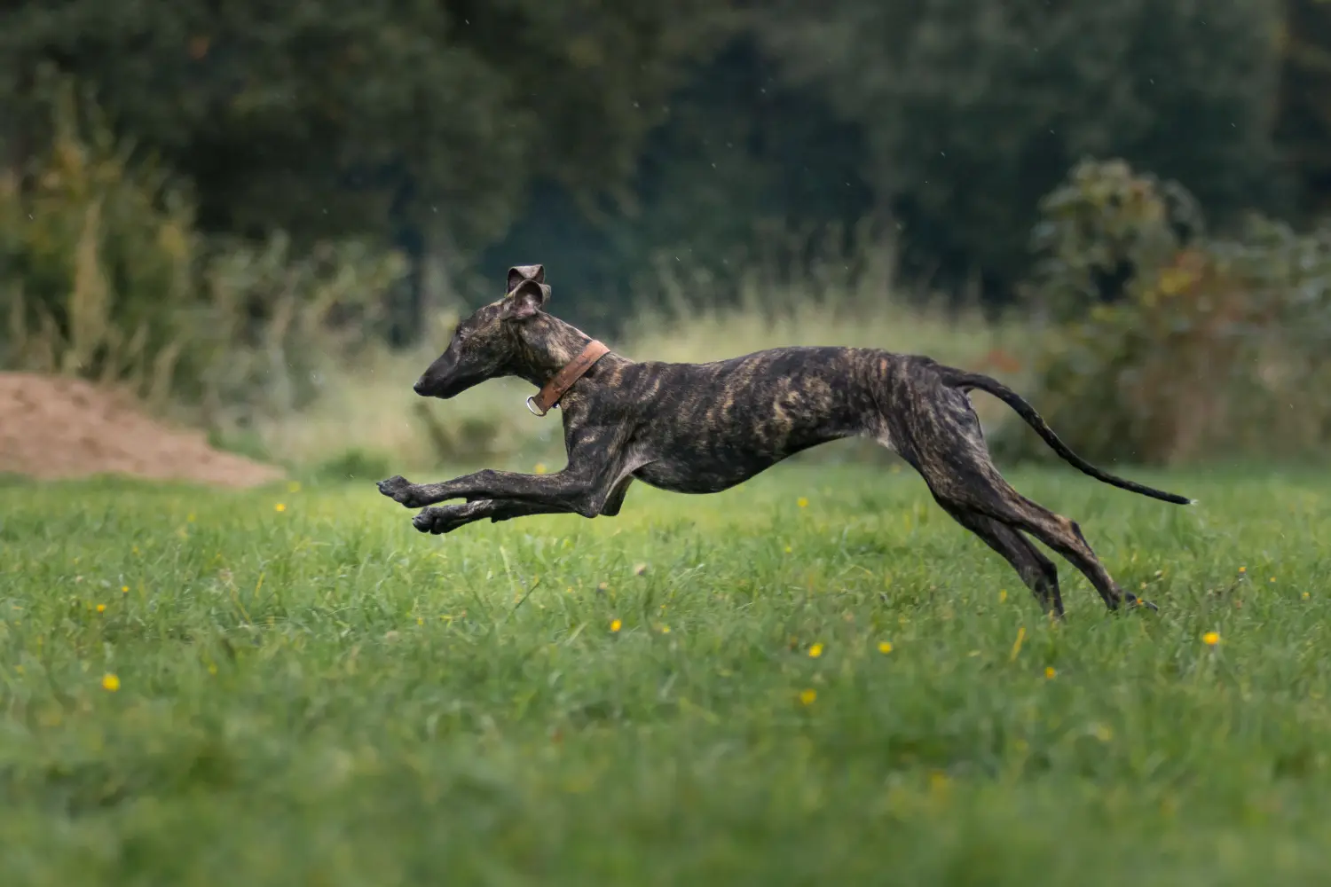 Egy Galgo Espanol kiskutya vásárlása felelősségvállalást jelent! Galgo Espanol kölyökkutyák vásárlása.