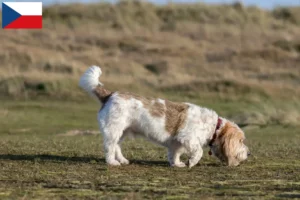 Read more about the article Grand Basset Griffon Vendéen tenyésztők és kölykök Csehországban