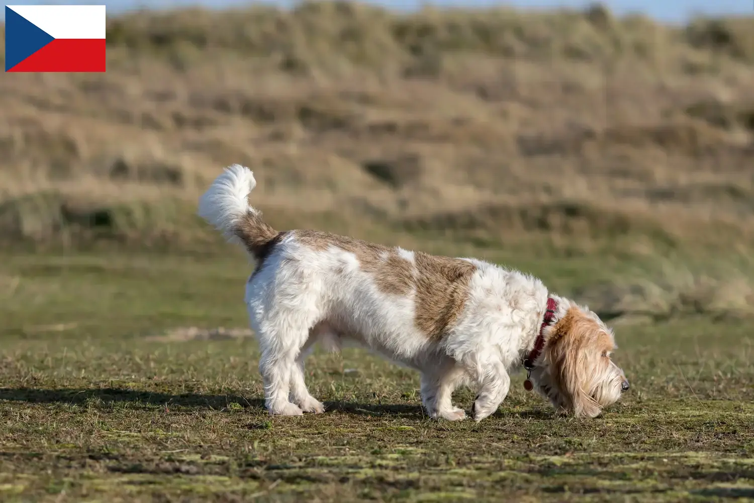 Read more about the article Grand Basset Griffon Vendéen tenyésztők és kölykök Csehországban
