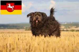 Read more about the article Juhász uszkár tenyésztők és kölykök Alsó-Szászországban